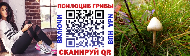 блэк спрут как войти цены наркотик Добрянка Псилоцибиновые грибы GOLDEN TEACHER